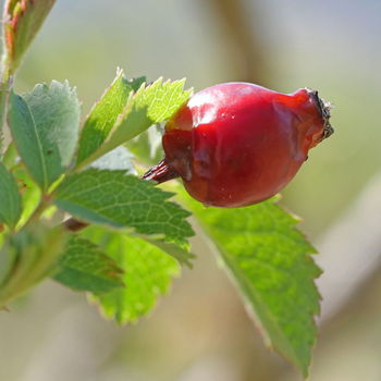 bacca di rosa canina
