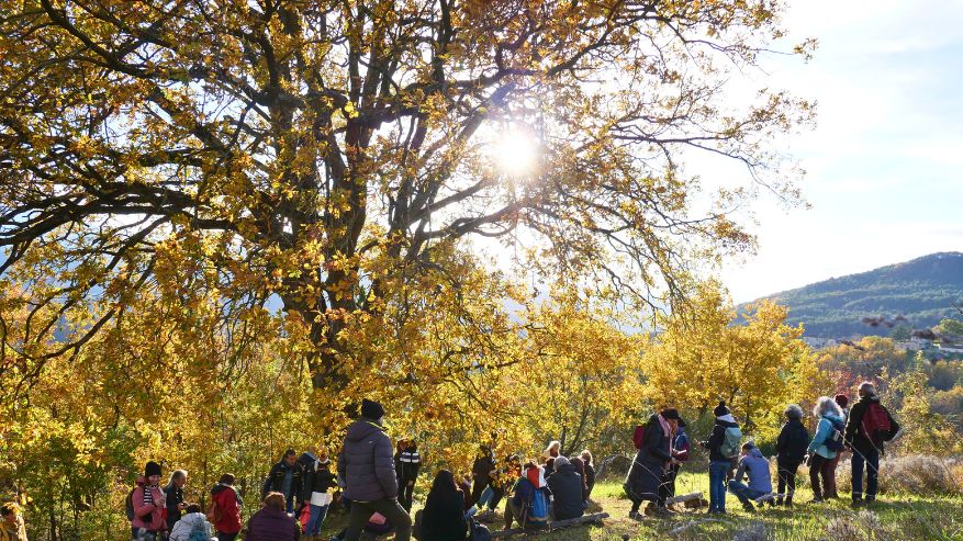 Lo Spirito degli Alberi - 2025