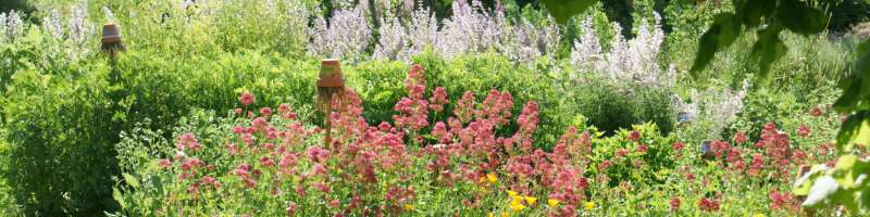 Giardino in fiore