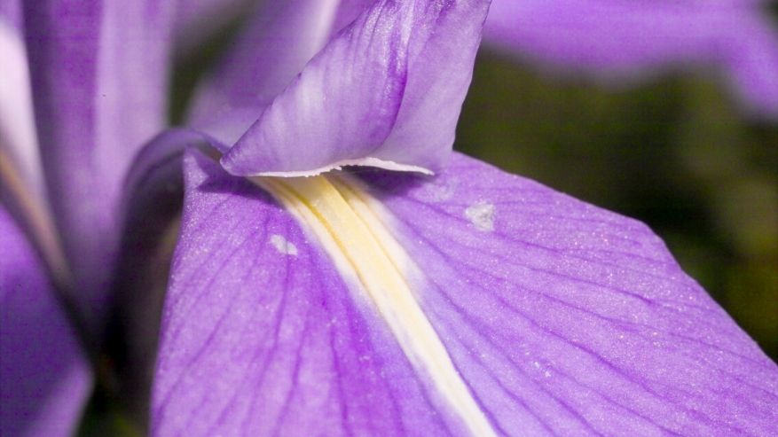 Iris Usi E Proprieta