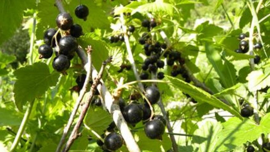 Ribes Nigrum Un Alleato Naturale Contro Lallergia